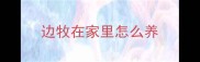 边牧在家里怎么养