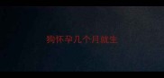 狗怀孕几个月就生