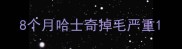 8个月哈士奇掉毛严重