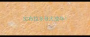 拉布拉多母犬成年