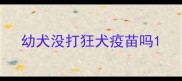 幼犬没打狂犬疫苗吗
