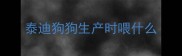泰迪狗狗生产时喂什么