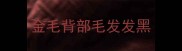 金毛背部毛发发黑