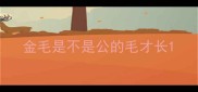 金毛是不是公的毛才长