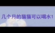 几个月的猫猫可以喝水