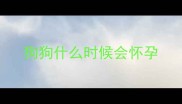 狗狗什么时候会怀孕