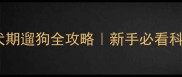 哈士奇幼犬期遛狗全攻略新手必看科学养宠指南
