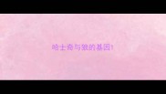 哈士奇与狼的基因