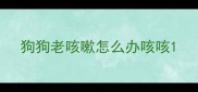 狗狗老咳嗽怎么办咳咳