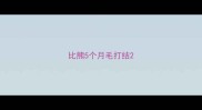 比熊5个月毛打结