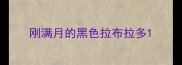 刚满月的黑色拉布拉多
