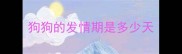 狗狗的发情期是多少天