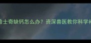 10个月哈士奇缺钙怎么办资深兽医教你科学补钙指南