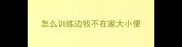 怎么训练边牧不在家大小便