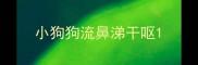 小狗狗流鼻涕干呕