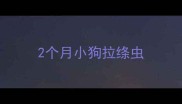 2个月小狗拉绦虫