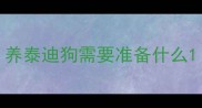 养泰迪狗需要准备什么