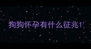 狗狗怀孕有什么征兆