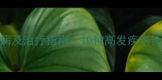 边牧犬常见病及治疗指南10种高发疾病预防与护理全