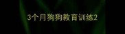 3个月狗狗教育训练