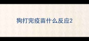 狗打完疫苗什么反应