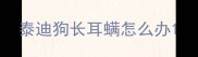 泰迪狗长耳螨怎么办
