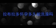 拉布拉多怀孕多久能洗澡吗