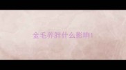 金毛养胖什么影响