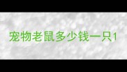 宠物老鼠多少钱一只