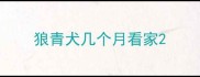 狼青犬几个月看家