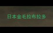 日本金毛拉布拉多