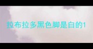 拉布拉多黑色脚是白的