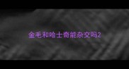 金毛和哈士奇能杂交吗