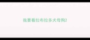 我要看拉布拉多犬母狗