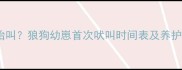德牧幼犬什么时候开始叫狼狗幼崽首次吠叫时间表及养护指南附训练技巧