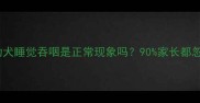 新手必看金毛幼犬睡觉吞咽是正常现象吗90家长都忽略了这些风险