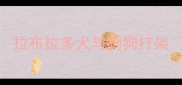 拉布拉多犬与狗狗打架