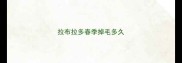 拉布拉多春季掉毛多久
