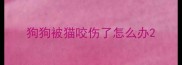 狗狗被猫咬伤了怎么办