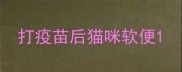 打疫苗后猫咪软便