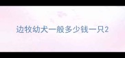 边牧幼犬一般多少钱一只