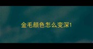 金毛颜色怎么变深