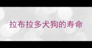拉布拉多犬狗的寿命