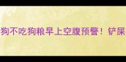 5个方法解决狗狗不吃狗粮早上空腹预警铲屎官必看养宠指南