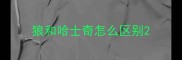 狼和哈士奇怎么区别