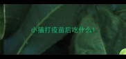 小猫打疫苗后吃什么