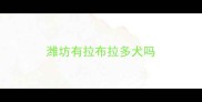 潍坊有拉布拉多犬吗