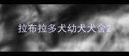 拉布拉多犬幼犬犬舍