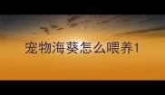 宠物海葵怎么喂养