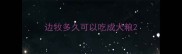 边牧多久可以吃成犬粮